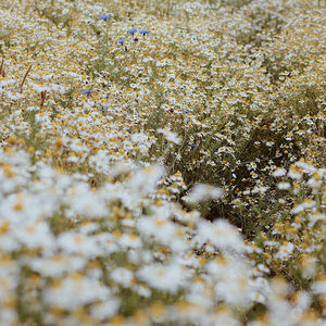 Meet your Posher, Aaliyah